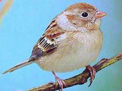 Field sparrow