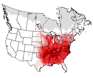 Summer range of the indigo bunting bird