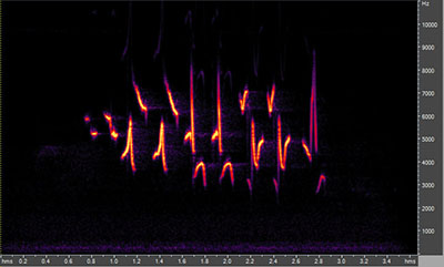 Vocalization of the indigo bunting bird