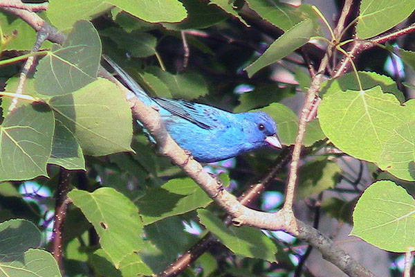 Indigo bunting bird