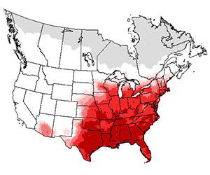 Summer range of the northern cardinal