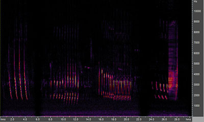 Vocalization of the northern cardinal