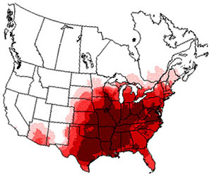 Winter range of the northern cardinal