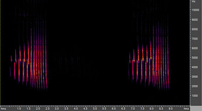 Vocalization of the northern waterthrush