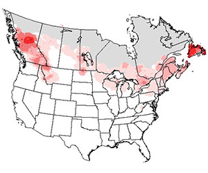 Winter range of the northern waterthrush