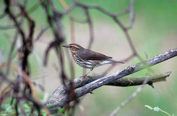 Northern waterthrush