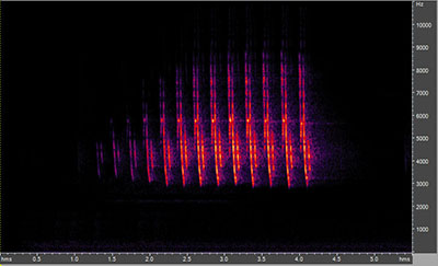 Vocalization of the ovenbird