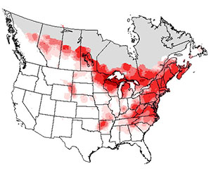 Winter range of the ovenbird