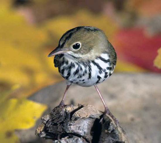 Ovenbird