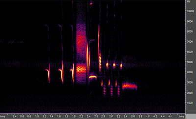 Vocalization of the song sparrow