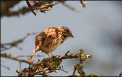 Song sparrow