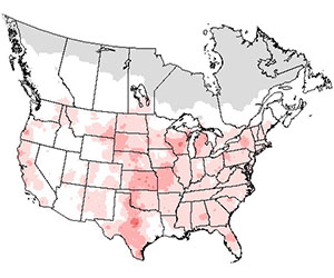 Summer range of the wild turkey