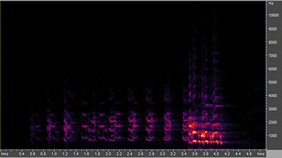 Vocalization of the wild turkey