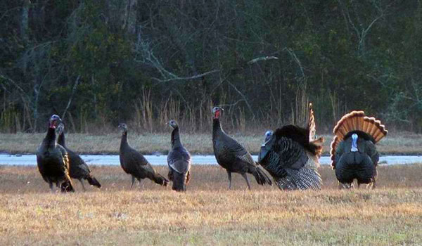 Wild turkey