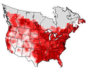 Summer range of the American crow