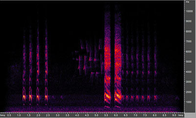 Vocalization of the american crow