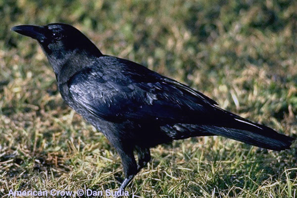 American crow