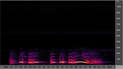 Vocalization of the barred owl