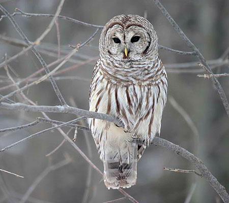 Barred Owl