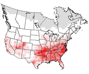 Summer range of the Blue-Gray Gnatcatcher