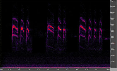 Vocalization of the Blue-Gray Gnatcatcher