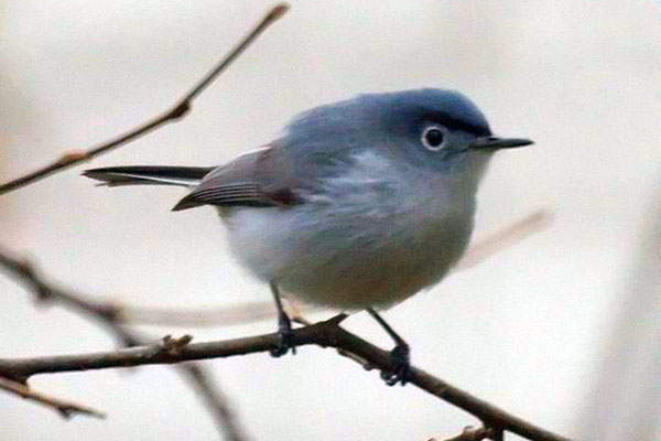 Blue-Gray Gnatcatcher