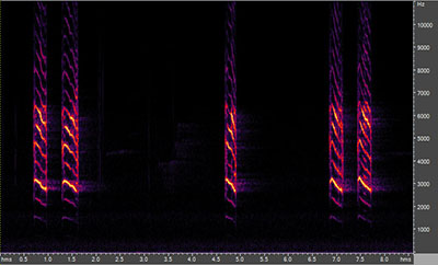 Vocalization of the blue jay