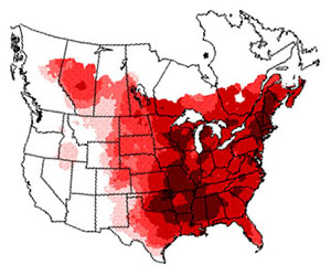 Winter range of the blue jay