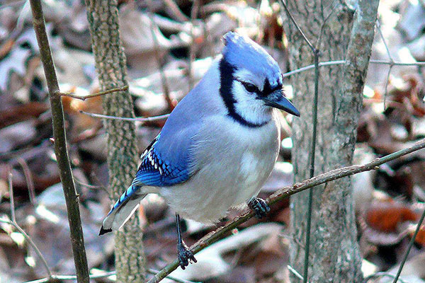 Blue jay