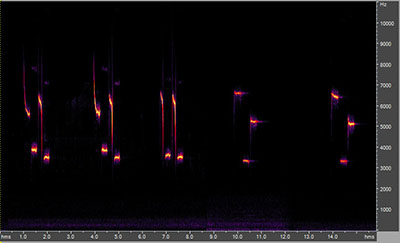 Vocalization of the Carolina chickadee