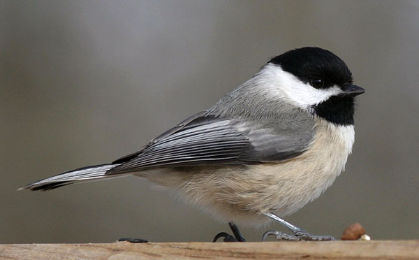 Carolina Chickadee