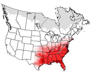 Summer range of the Carolina Wren