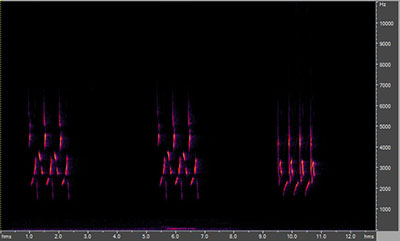 Vocalization of the Carolina Wren