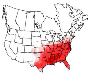 Winter range of the carolina wren