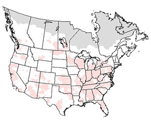 Summer range of the cooper's hawk