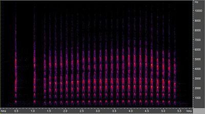 Vocalization of the cooper's hawk