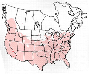 Winter range of the cooper's hawk