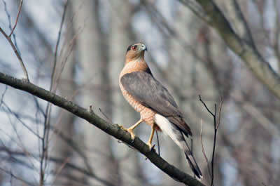 Cooper's hawk