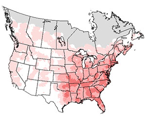 Summer range of the downy woodpecker