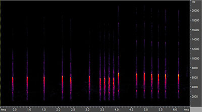 Vocalization of the downy woodpecker