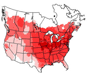 Winter range of the downy woodpecker