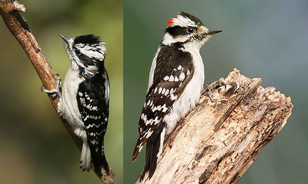 Downy woodpeckers