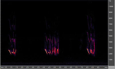 Vocalization of the eastern bluebird