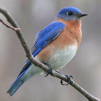 Eastern bluebird