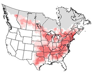 Summer range of the eastern phoebe