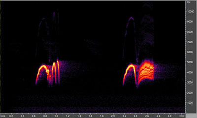 Vocalization of the eastern phoebe