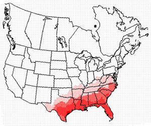 Winter range of the eastern phoebe