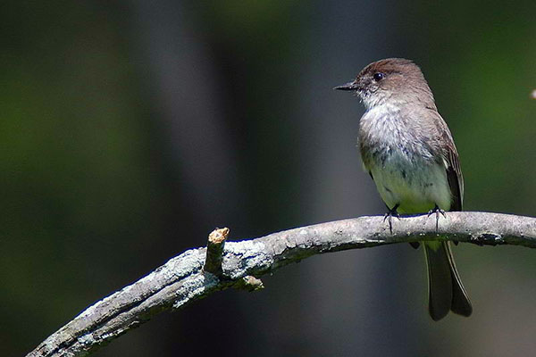 Eastern phoebe