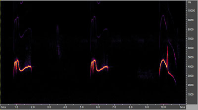 Vocalization of the eastern wood-pewee