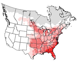 Winter range of the great crested flycatcher